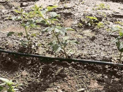 Navodnjavanje spašava malinu