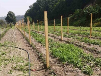 Navodnjavanje spašava malinu