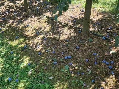 Navodnjavanje voća