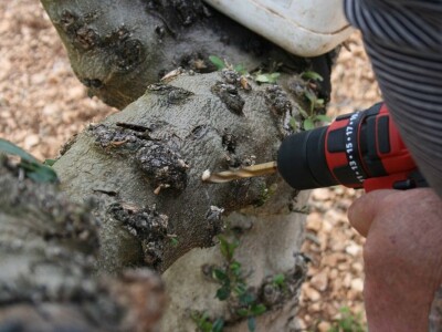 NAVRTANJE MASLINA - Stric Ivan sinovcu Anti prenacijepio oblice uz pomoć - bušilice!