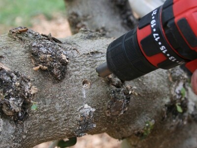 NAVRTANJE MASLINA - Stric Ivan sinovcu Anti prenacijepio oblice uz pomoć - bušilice!