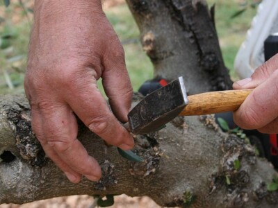 NAVRTANJE MASLINA - Stric Ivan sinovcu Anti prenacijepio oblice uz pomoć - bušilice!