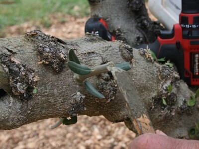 NAVRTANJE MASLINA - Stric Ivan sinovcu Anti prenacijepio oblice uz pomoć - bušilice!