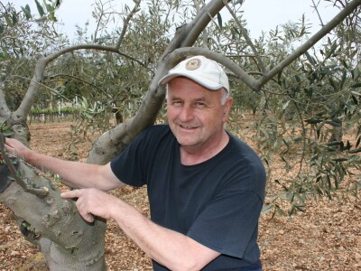 NAVRTANJE MASLINA - Stric Ivan sinovcu Anti prenacijepio oblice uz pomoć - bušilice!