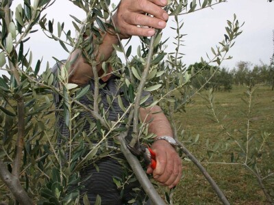 NAVRTANJE MASLINA - Stric Ivan sinovcu Anti prenacijepio oblice uz pomoć - bušilice!