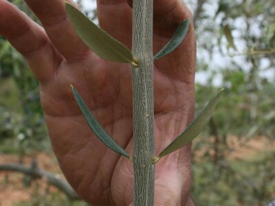 NAVRTANJE MASLINA - Stric Ivan sinovcu Anti prenacijepio oblice uz pomoć - bušilice!