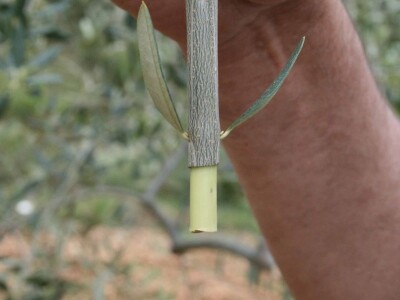 NAVRTANJE MASLINA - Stric Ivan sinovcu Anti prenacijepio oblice uz pomoć - bušilice!