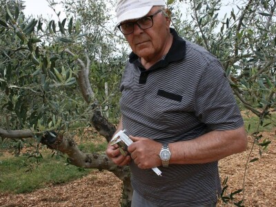 NAVRTANJE MASLINA - Stric Ivan sinovcu Anti prenacijepio oblice uz pomoć - bušilice!