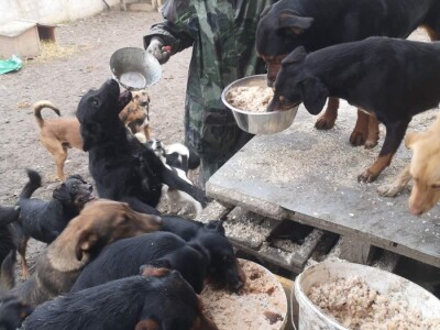 Ne kupuj, udomi! Ne kupuj, udomi!