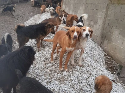 Ne kupuj, udomi!