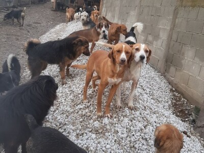 Ne kupuj, udomi! Ne kupuj, udomi!