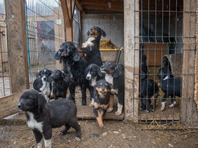 Ne kupuj, udomi! Ne kupuj, udomi!