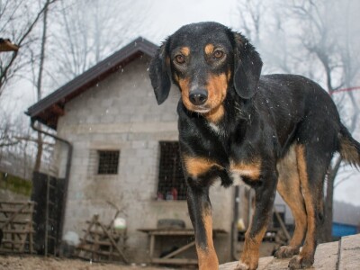 Ne kupuj, udomi! Ne kupuj, udomi!