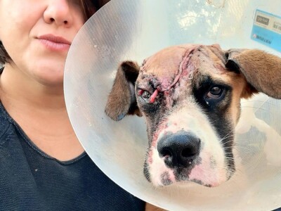 Ne kupuj, udomi! Ne kupuj, udomi!