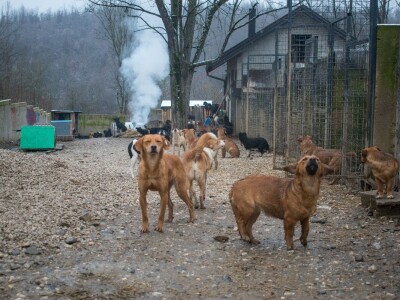 Ne kupuj, udomi! Ne kupuj, udomi!