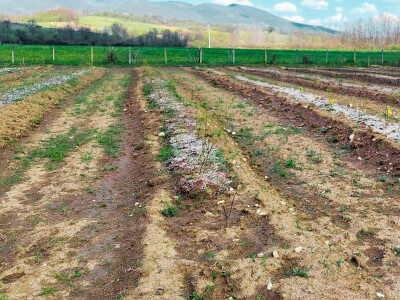 Ne ostavljati cvjetove na mladim borovnicama Ne ostavljati cvjetove na mladim borovnicama