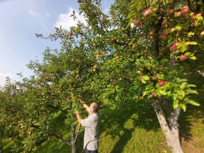 Ne prodaje jabuku prve klase, jer je ne pršće i nema prostor za skladištenje