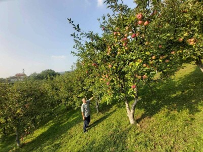 Ne prodaje jabuku prve klase, jer je ne pršće i nema prostor za skladištenje