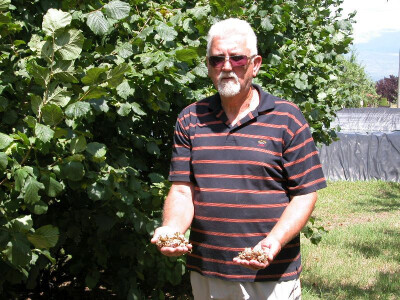 Nedavna bura prilično smlatila plodove lijeske u Cetinskom kraju