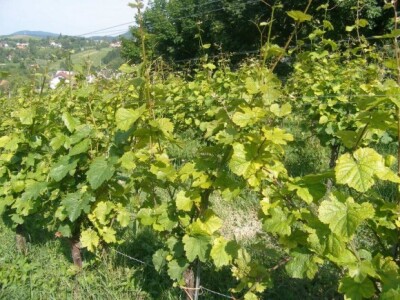 Nedostatak željeza - kloroza listova