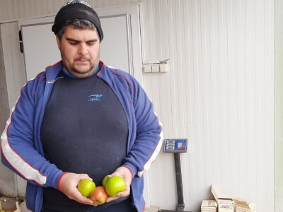 Nekada omiljena sorta među jabukama a sada za nju nema tržišta, foto: M. Lazarević