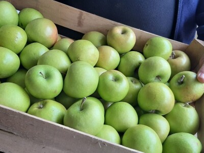 Nekada omiljena sorta među jabukama a sada za nju nema tržišta, foto: M. Lazarević