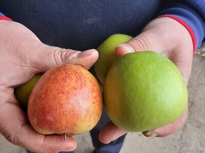 Nekada omiljena sorta među jabukama a sada za nju nema tržišta, foto: M. Lazarević