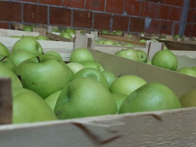 Nekada omiljena sorta među jabukama a sada za nju nema tržišta, foto: M. Lazarević