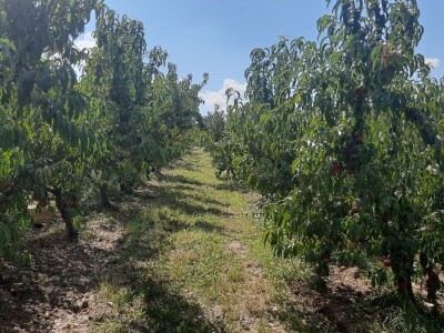 Berba nektarina u selima oko Topole u toku, cena niza od ocekivane