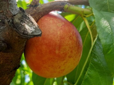 Berba nektarina u selima oko Topole u toku, cena niza od ocekivane