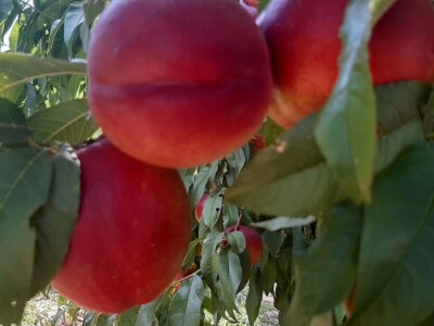 Berba nektarina u selima oko Topole u toku, cena niza od ocekivane