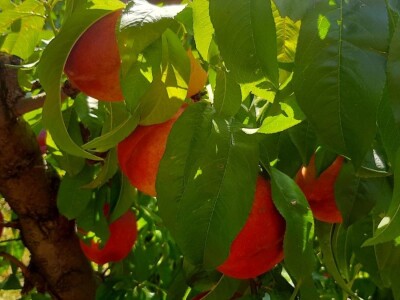 Berba nektarina u selima oko Topole u toku, cena niza od ocekivane