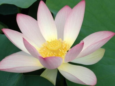 Indijski lotos Indijski lotos