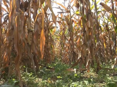 Nema njiva prve i druge klase