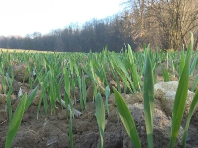 Nema njiva prve i druge klase