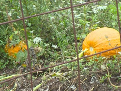 Nema podsticaja za poljoprivrednike