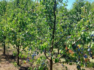 Nema proizvodnje bez navodnjavanja Nema proizvodnje bez navodnjavanja