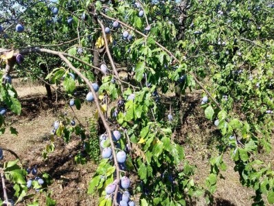 Nema proizvodnje bez navodnjavanja Nema proizvodnje bez navodnjavanja