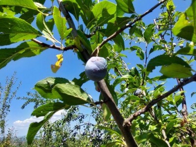 Nema proizvodnje bez navodnjavanja Nema proizvodnje bez navodnjavanja