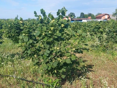 Nema proizvodnje bez navodnjavanja