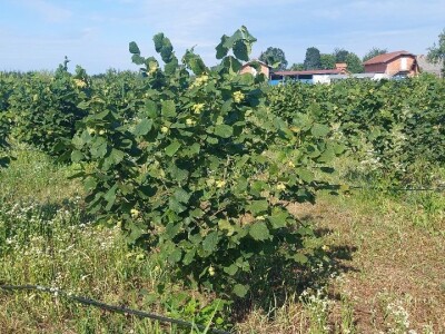 Nema proizvodnje bez navodnjavanja Nema proizvodnje bez navodnjavanja