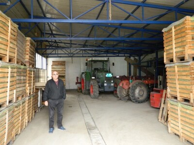 Nema radnika za berbu šargarepe Nema radnika za berbu šargarepe