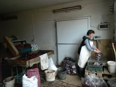 Nema radnika za berbu šargarepe Nema radnika za berbu šargarepe