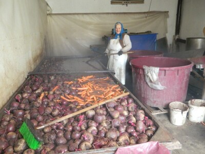 Nema radnika za berbu šargarepe Nema radnika za berbu šargarepe