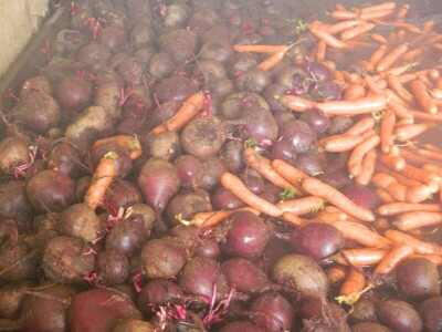 Nema radnika za berbu šargarepe Nema radnika za berbu šargarepe