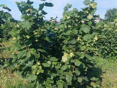 Nemanja Bajić, uzgajivač lješnika Nemanja Bajić, uzgajivač lješnika