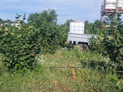 Nemanja Bajić, uzgajivač lješnika Nemanja Bajić, uzgajivač lješnika