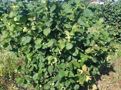 Nemanja Bajić, uzgajivač lješnika Nemanja Bajić, uzgajivač lješnika