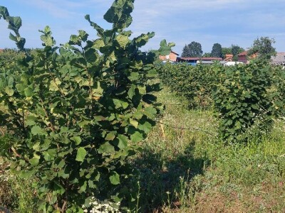 Nemanja Bajić, uzgajivač lješnika Nemanja Bajić, uzgajivač lješnika