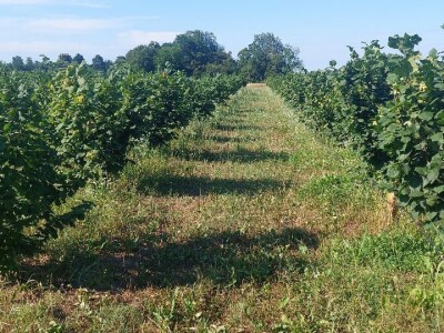 Nemanja Bajić, uzgajivač lješnika Nemanja Bajić, uzgajivač lješnika